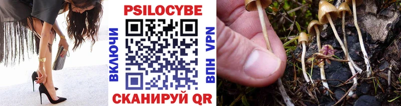 закладка Волхов Псилоцибиновые грибы Cubensis